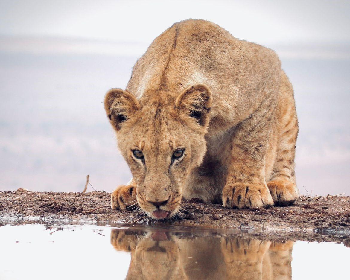 Masai Mara National Reserve